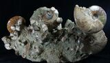 Massive Ammonite Cluster - Wide #8969-5